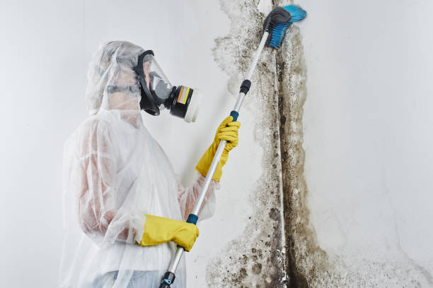 Best Same-Day Mold Removal  in Lochmoor Waterway Estates, FL