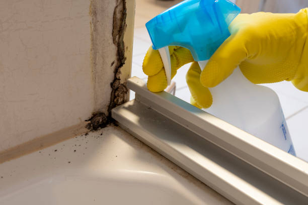 Office Mold Removal Services in Lochmoor Waterway Estates, FL