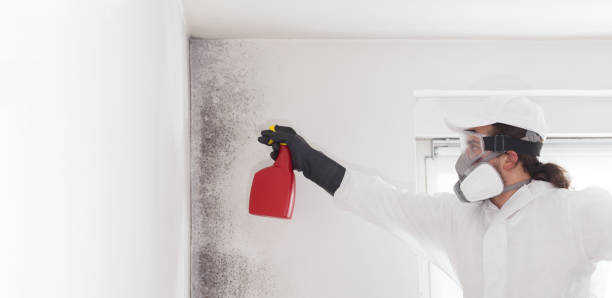 Best Fast Mold Removal  in Lochmoor Waterway Estates, FL