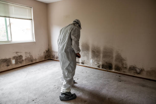 Best Mold Removal Company Near Me  in Lochmoor Waterway Estates, FL