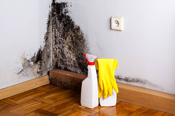 Best Mold Cleaning Services  in Lochmoor Waterway Estates, FL