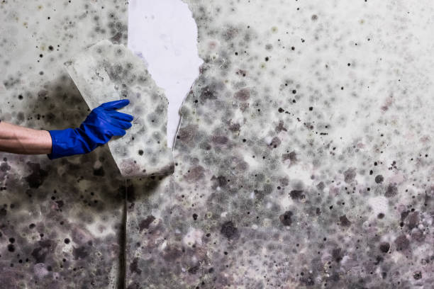 Best Attic Mold Removal  in Lochmoor Waterway Estates, FL