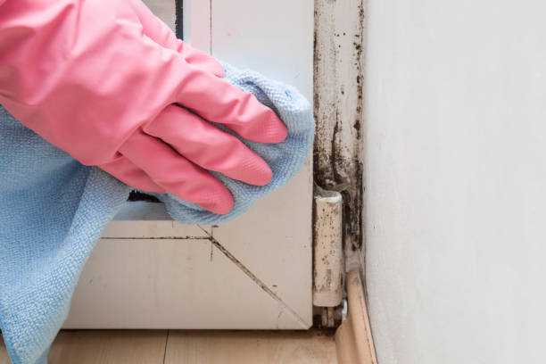 Best Mold Remediation  in Lochmoor Waterway Estates, FL